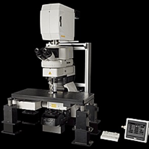 双光子显微镜图片