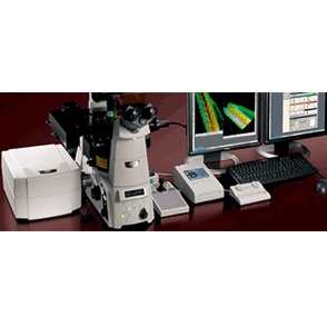 激光共聚焦显微镜图片